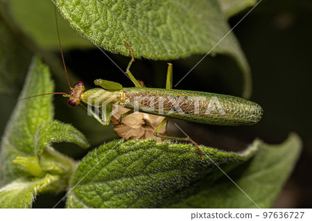 Adult Male Acontistid Mantis Adult Male Acontistid Mantis 97636727