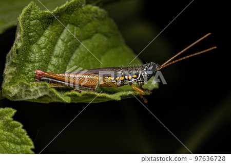 Adult Spurthroat Toothpick Grasshopper 97636728