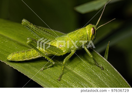 Bird Grasshopper Nymph Bird Grasshopper Nymph 97636729