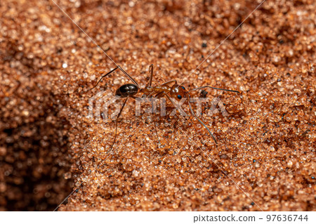 Adult Pyramid Ants 97636744