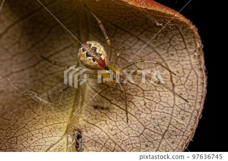 Small Female Cobweb Spider Small Female Cobweb Spider 97636745