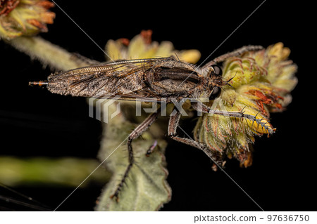 Adult Female Robber Fly Adult Female Robber Fly 97636750