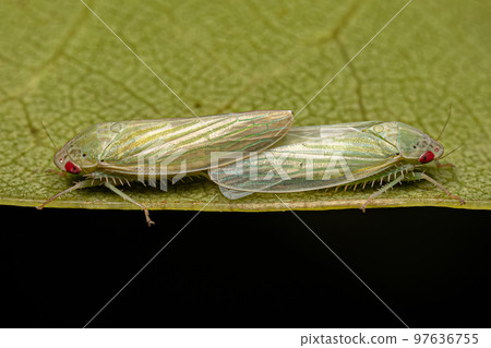 Adult Typical Leafhoppers coupling Adult Typical Leafhoppers coupling 97636755