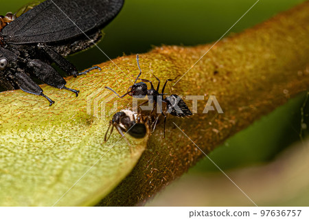 Adult Female Cocktail Ant Adult Female Cocktail Ant 97636757