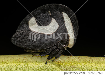 Adult Black and white Treehopper 97636760