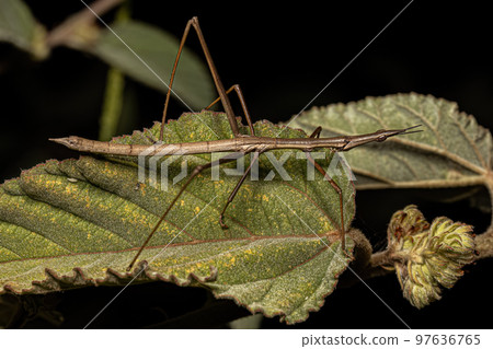 Neotropical Stick Grasshopper 97636765
