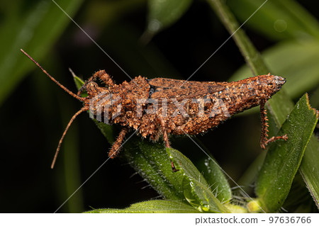 Short-horned Grasshopper Insect 97636766