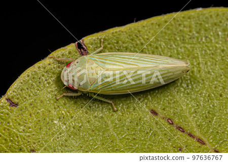 Adult Typical Leafhopper 97636767