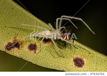 Small Female Ghost Spider preying on a fly 97636768