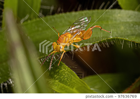 Adult Chalcidoid Wasp 97636769