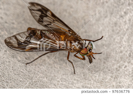 Adult Horse Fly Adult Horse Fly 97636776