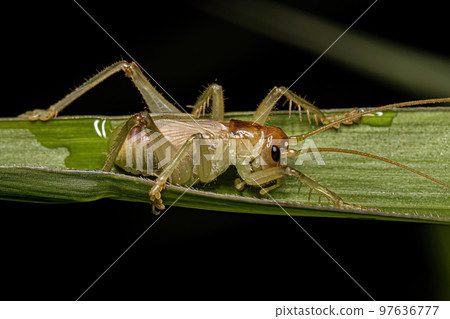 Male Raspy Cricket Nymph 97636777