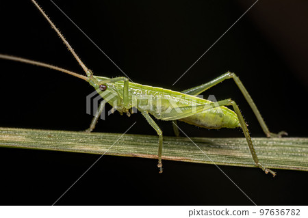 Common Conehead Nymph Common Conehead Nymph 97636782