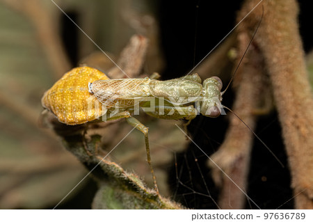 Adult Female Acontistid Mantis Adult Female Acontistid Mantis 97636789