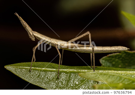 Neotropical Stick Grasshopper 97636794