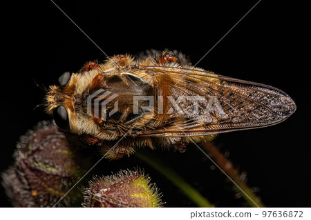 Adult Bee Killer Robber Fly 97636872