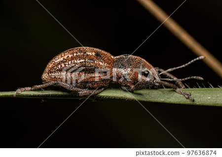 Adult Broad nosed Weevil 97636874