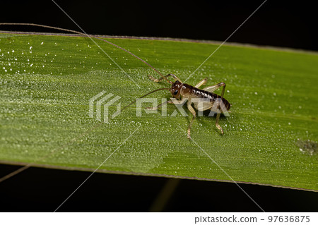 Raspy Cricket Nymph 97636875
