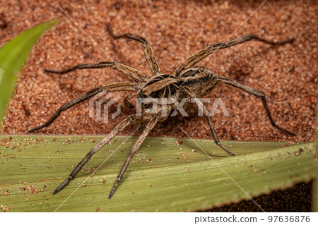 Small Male Wolf Spider 97636876