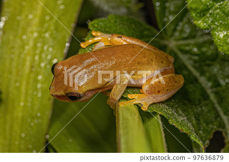 Small Tree Frog 97636879