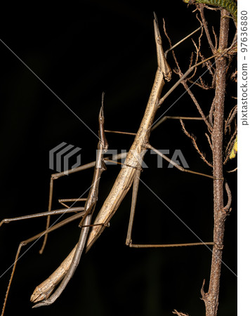 Neotropical Stick Grasshopper Neotropical Stick Grasshopper 97636880