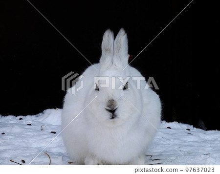 2023生肖蝦夷雪兔 2023生肖蝦夷雪兔 97637023