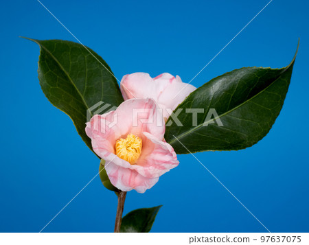 侘助山茶花 97637075