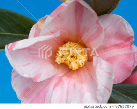 侘助山茶花 97637079