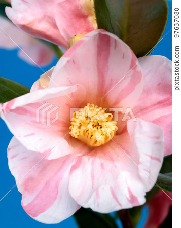 侘助山茶花 侘助山茶花 97637080