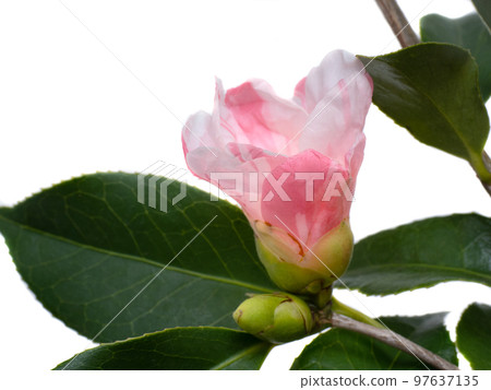 侘助山茶花 侘助山茶花 97637135