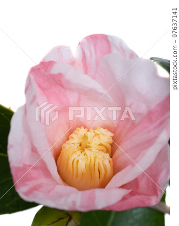 侘助山茶花 侘助山茶花 97637141