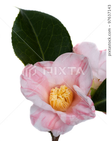 侘助山茶花 97637143