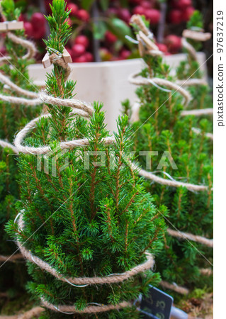 Small christmas tree at the fair. Christmas tree with decorative rope for sale. Christmas market in Europe. New Year decoration. Winter holidays decor. Evergreen trees. Small christmas tree at the fair. Christmas tree with decorative rope for sale. Christmas market in Europe. New Year decoration. Winter holidays decor. Evergreen trees. 97637219