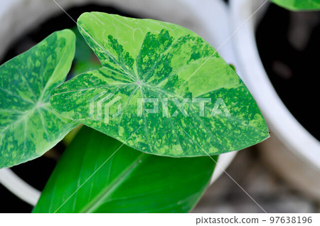 Colocasia esculenta, Lemon Lime Gecko or Colocasia Colocasia esculenta, Lemon Lime Gecko or Colocasia 97638196