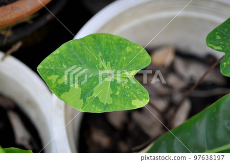 Colocasia esculenta, Lemon Lime Gecko or Colocasia or new born leaf Colocasia esculenta, Lemon Lime Gecko or Colocasia or new born leaf 97638197
