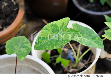 Colocasia esculenta, Lemon Lime Gecko or Colocasia or Colocasia esculenta midori sour or midori sour Colocasia esculenta, Lemon Lime Gecko or Colocasia or Colocasia esculenta midori sour or midori sour 97638198