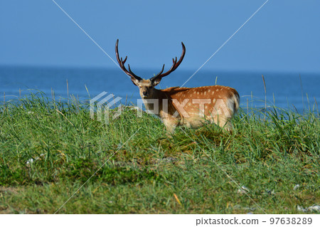 A deer A deer 97638289