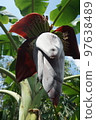 blossom of the banana tree 97638489
