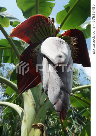 blossom of the banana tree 97638489