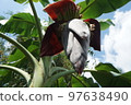 blossom of the banana tree 97638490