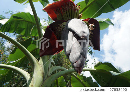blossom of the banana tree 97638490