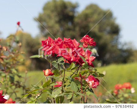 紅玫瑰花朵 紅玫瑰花朵 97638492