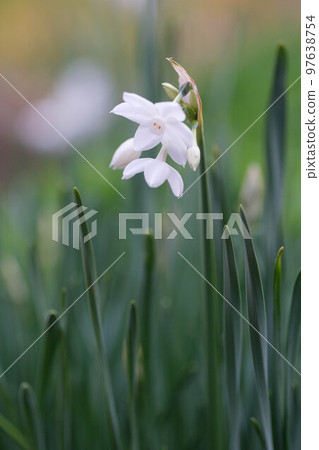 水仙花早春盛開，預示著春天的到來。它來自希臘神話中名叫納西索斯的英俊男孩的名字。的背景 97638754