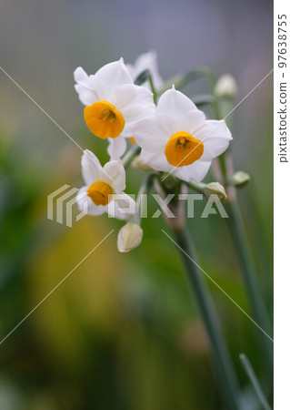 水仙花早春盛開，預示著春天的到來。它來自希臘神話中名叫納西索斯的英俊男孩的名字。的背景 97638755