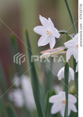 水仙花早春盛開，預示著春天的到來。它來自希臘神話中名叫納西索斯的英俊男孩的名字。的背景 97638756