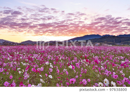 [藤原宮遺址的波斯菊（日出）] 奈良縣橿原市高殿町 97638800