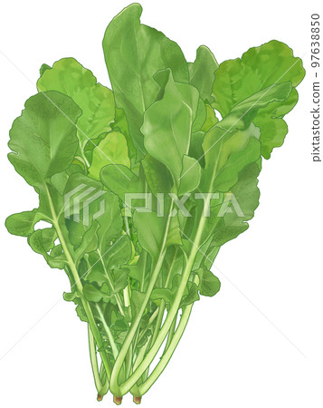 Realistic hand-drawn illustration of a bunch of fresh arugula Realistic hand-drawn illustration of a bunch of fresh arugula 97638850