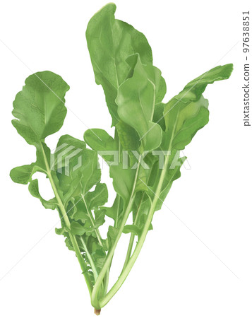 Fresh and delicious realistic hand-drawn illustration of arugula 97638851