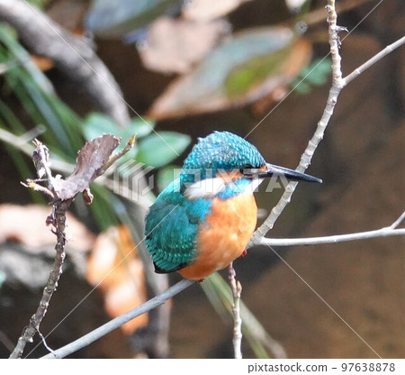 樹枝上的翠鳥 3 樹枝上的翠鳥 3 97638878