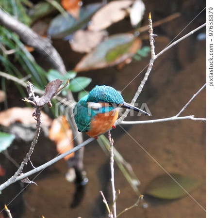樹枝上的翠鳥 4 樹枝上的翠鳥 4 97638879